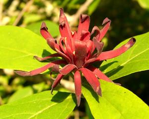 Calycanthus floridus
