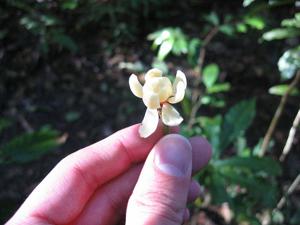 Idiospermum australiense