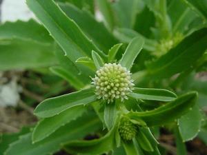 utils/thumbs/Calyceraceae/Calycera_Rg3JXTj9zyyUPLDRe5fvQT.jpg