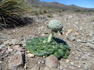 utils/thumbs/Calyceraceae/Gamocarpha_F2TZgooJ356EYUjoFFownG.jpg