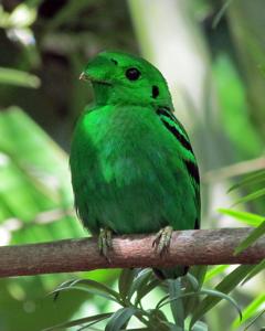 Calyptomena viridis