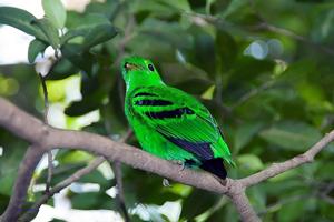 Calyptomena viridis