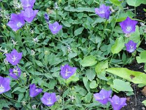 Campanula raineri