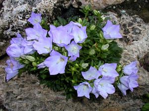 Campanula raineri