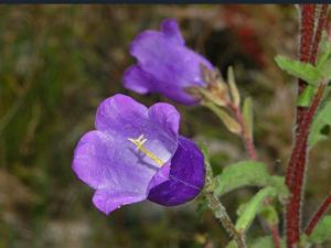 Campanula medium