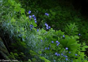 Campanula rotundifolia