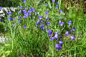 Campanula scheuchzeri