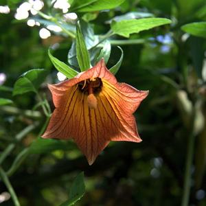 utils/thumbs/Campanulaceae/Canarina_Xthvwmm9iSs4x7nVVovjaN.jpg