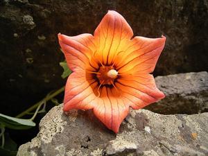 utils/thumbs/Campanulaceae/Canarina_hCNc8Lb8nxY9SiJbjX6ixd.jpg