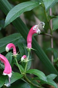 utils/thumbs/Campanulaceae/Centropogon_BgsVmKcHoeRqL826xHdUy8.jpg