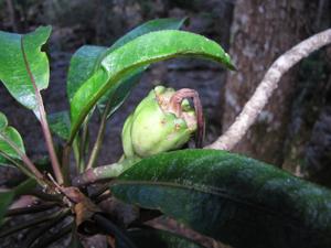 Clermontia samuelii subsp. samuelii