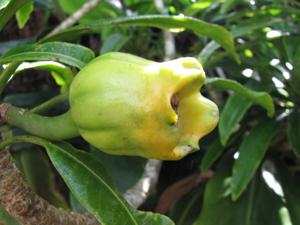 Clermontia arborescens subsp. waihiae