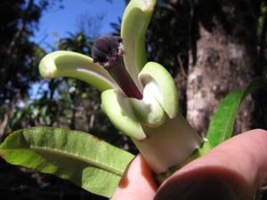 Clermontia arborescens subsp. waihiae
