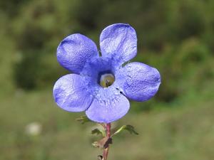 Cyananthus lobatus
