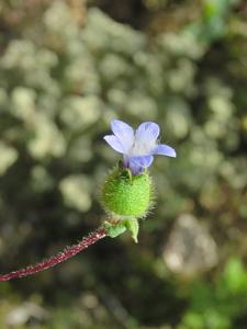 utils/thumbs/Campanulaceae/Cyananthus_dQYyzjJXvw4hZmTrVCnhSp.jpg