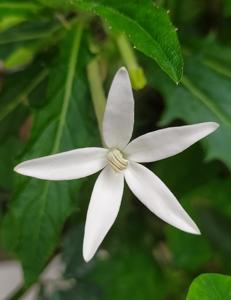 utils/thumbs/Campanulaceae/Hippobroma_GzBTuAvNdQLcZccxN9oesC.jpg