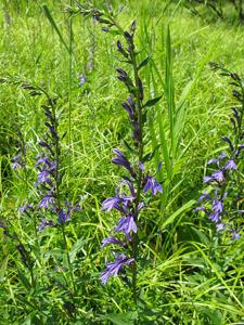 Lobelia sessilifolia