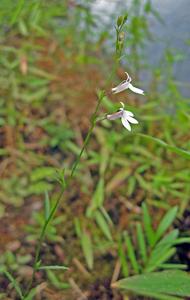 Lobelia nuttallii