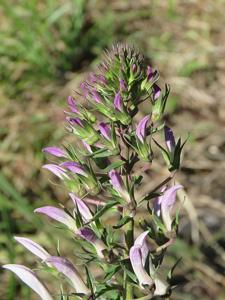 Lobelia nicotianifolia