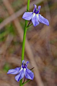 Lobelia nuttallii