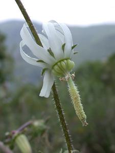 utils/thumbs/Campanulaceae/Michauxia_8muvEXvUeXuN5UsUe7npjw.jpg