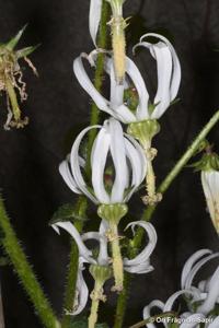 Michauxia campanuloides