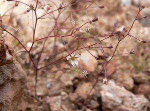 utils/thumbs/Campanulaceae/Nemacladus_DaaTh9dvuxH6H8SrFKV9JX.jpg