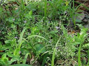 utils/thumbs/Campanulaceae/Protocodon_CTLMo8CyWMmrGmnkXHCruD.jpg