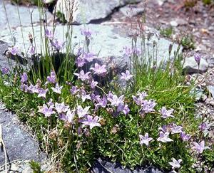 Smithiastrum wilkinsianum