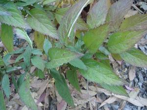 Trachelium caeruleum