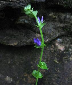 Triodanis perfoliata