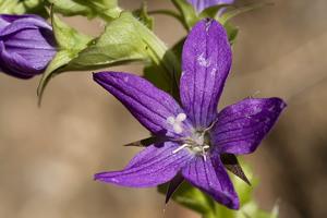 Triodanis perfoliata
