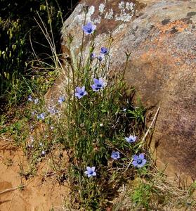 Wahlenbergia capensis
