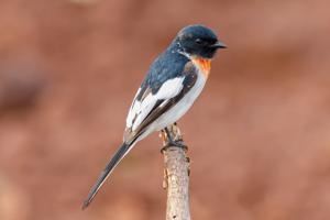 Pericrocotus erythropygius