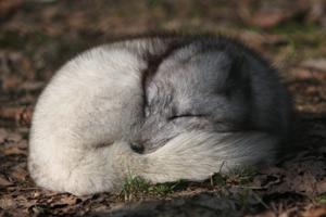 utils/thumbs/Canidae/Vulpes_iUxz9pjxrVUkA2LZQcBzy2.JPG