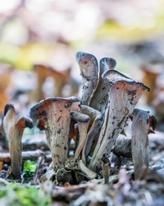 Craterellus fallax