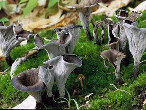 Craterellus fallax