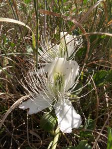 Capparis spinosa var. herbacea
