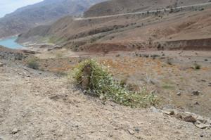 Capparis spinosa var. herbacea