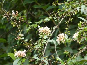 Abelia chinensis