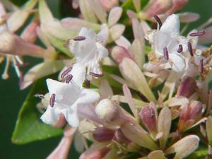 utils/thumbs/Caprifoliaceae/Abelia_ZbzwSFbugzQXFedFgJtjjh.jpg