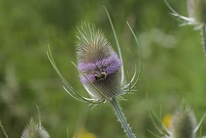 Dipsacus fullonum