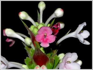 utils/thumbs/Caprifoliaceae/Morina_7uuW5nTQZC3qVeJrT4XzpM.jpg