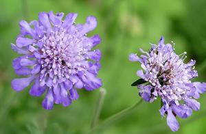 Scabiosa triandra