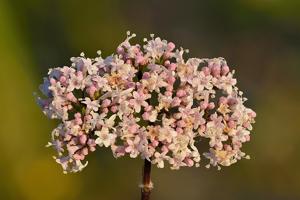 utils/thumbs/Caprifoliaceae/Valeriana_BoqFX3VocDJ8LX8X9db3Sf.jpg