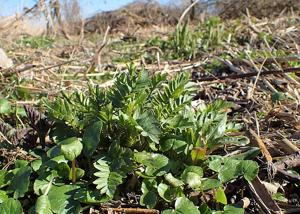 Valeriana officinalis