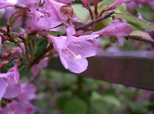 Weigela hortensis