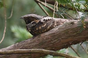 Antrostomus vociferus