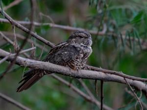 utils/thumbs/Caprimulgidae/Nyctiprogne_MEpARQBGNEJ3xLWmn3LTHK.jpg
