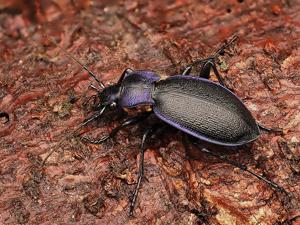 Carabus problematicus